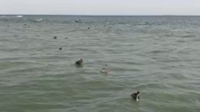 SAN JOSE DEL CABO BCS MEXICO-2023: Flock Of Birds Swimming In The Ocean With A