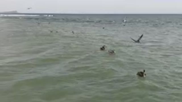 SAN JOSE DEL CABO BCS MEXICO-2023: Several Birds Flying Over The Water Near A