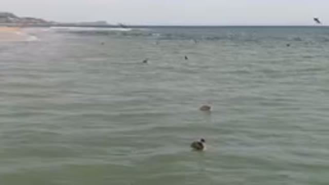 SAN JOSE DEL CABO BCS MEXICO-2023: Many Ducks Swimming In The Ocean Near The