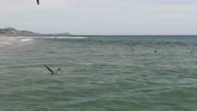 SAN JOSE DEL CABO BCS MEXICO-2023: Bird Flying Over The Water At The Beach