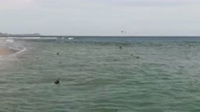 SAN JOSE DEL CABO BCS MEXICO-2023: Surfers Are Swimming In The Ocean Near A
