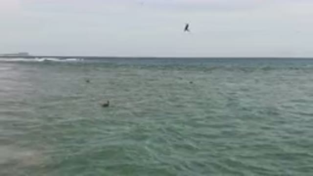 SAN JOSE DEL CABO BCS MEXICO-2023: Surfers In The Ocean With Birds Flying