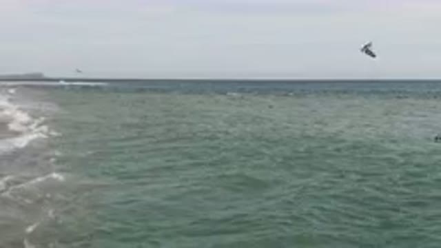 SAN JOSE DEL CABO BCS MEXICO-2023: Many Birds Swimming in the Water