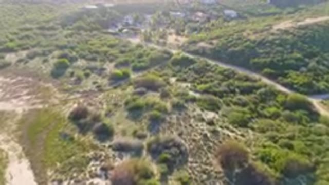 LOS FRAILES BCS MEXICO-2023: Aerial Winding Road Through A Lush Green Forest