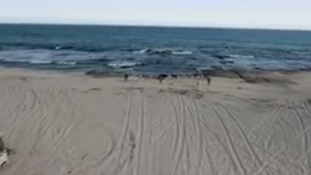 SHIPWRECKS BEACH LOS CABOS BCS MEXICO-2023: Many Cows Walking On The Beach Near