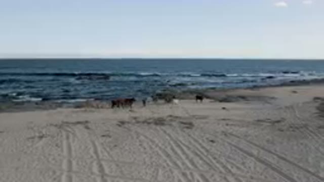 SHIPWRECKS BEACH LOS CABOS BCS MEXICO-2023: Several Cows Are Walking Along The Beach