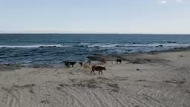 SHIPWRECKS BEACH LOS CABOS BCS MEXICO-2023: Several Cows Walking Along The Beach