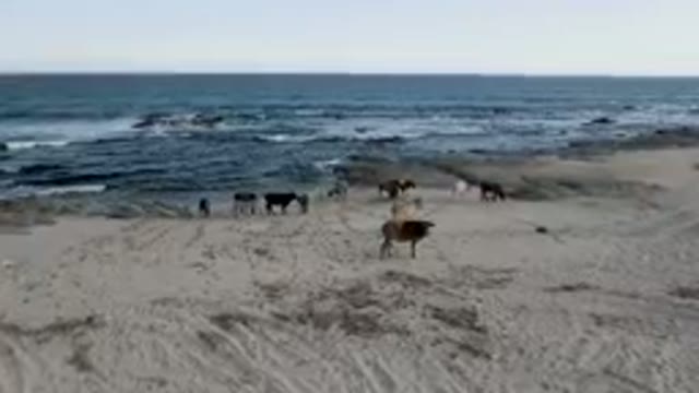 SHIPWRECKS BEACH LOS CABOS BCS MEXICO-2023: Many Cows Walking Along The Beach