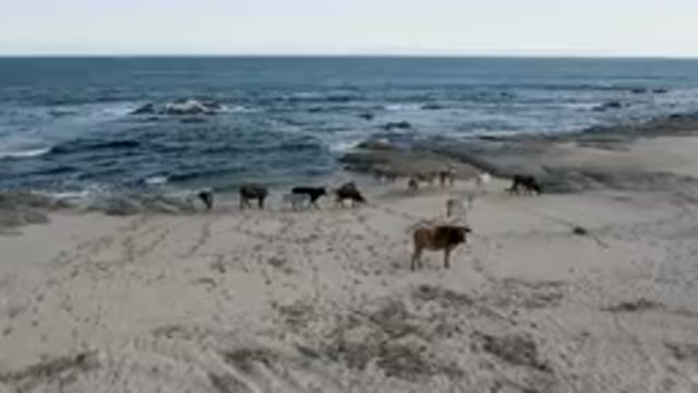 SHIPWRECKS BEACH LOS CABOS BCS MEXICO-2023: Many Horses On The Beach Near The