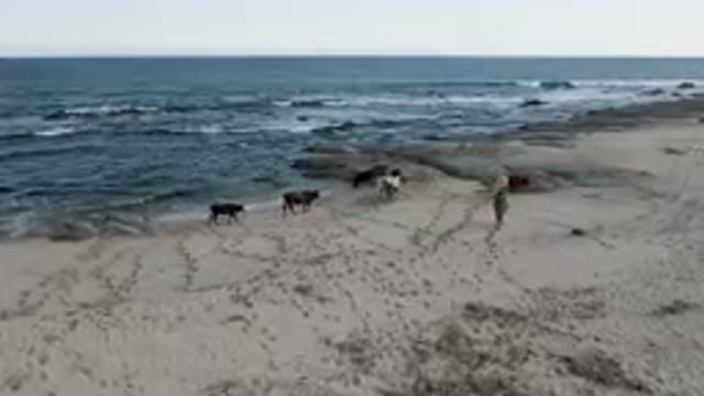 SHIPWRECKS BEACH LOS CABOS BCS MEXICO-2023: Many Cows Walking Along The Beach