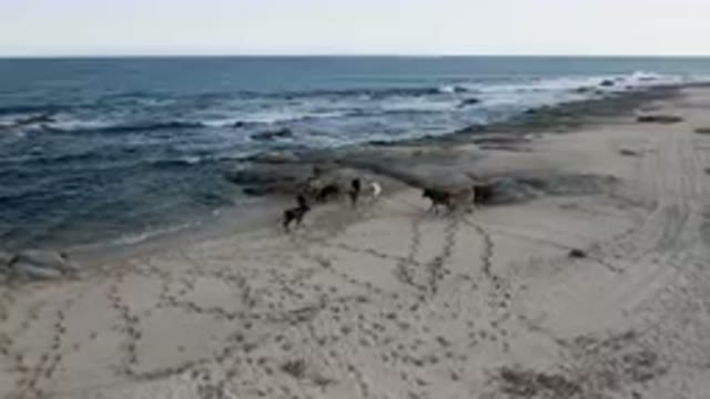 SHIPWRECKS BEACH LOS CABOS BCS MEXICO-2023: Many Horses Walking Along The Beach