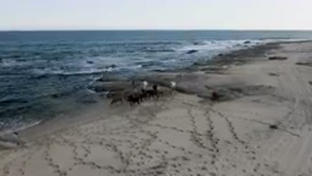SHIPWRECKS BEACH LOS CABOS BCS MEXICO-2023: Many Cows Walking Along The Beach