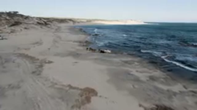 SHIPWRECKS BEACH LOS CABOS BCS MEXICO-2023: Many Cows Walking Along The Beach