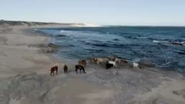 SHIPWRECKS BEACH LOS CABOS BCS MEXICO-2023: Many Horses Standing On The Beach
