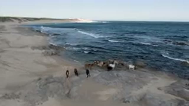 SHIPWRECKS BEACH LOS CABOS BCS MEXICO-2023: Many Horses On The Beach Near The Shipwreck