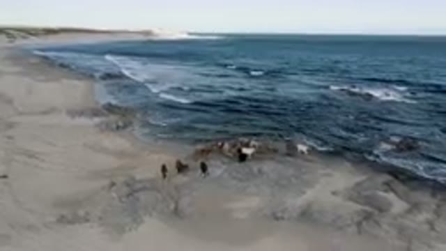 SHIPWRECKS BEACH LOS CABOS BCS MEXICO-2023: Drone View of Shipwreck on Sandy Shore