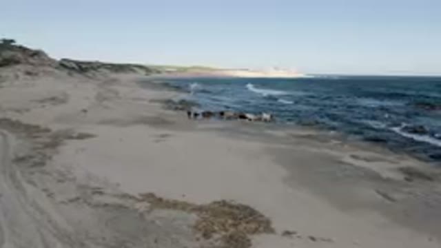 SHIPWRECKS BEACH LOS CABOS BCS MEXICO-2023: Many Cows Walking Along The Beach