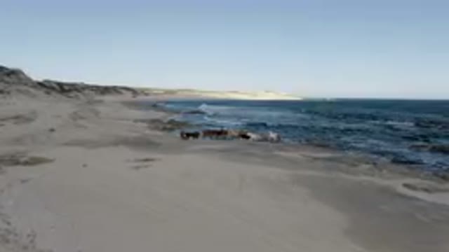 SHIPWRECKS BEACH LOS CABOS BCS MEXICO-2023: Horses Standing On The Beach Near