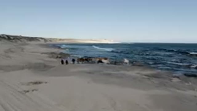 SHIPWRECKS BEACH LOS CABOS BCS MEXICO-2023: Herd Of Horses Walking Along The