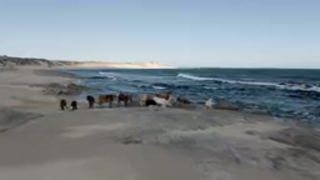SHIPWRECKS BEACH LOS CABOS BCS MEXICO-2023: Many Horses Standing On The Beach By