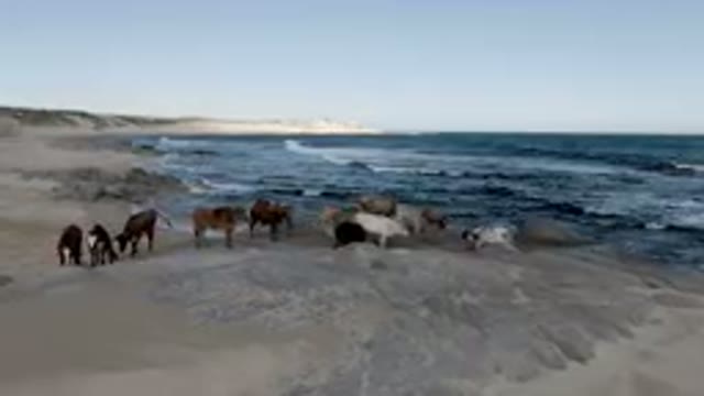 SHIPWRECKS BEACH LOS CABOS BCS MEXICO-2023: Many Horses Standing On The Sand