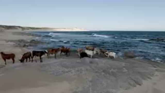 SHIPWRECKS BEACH LOS CABOS BCS MEXICO-2023: Many Cows Standing On The Beach By
