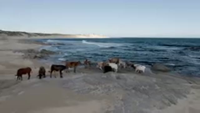 SHIPWRECKS BEACH LOS CABOS BCS MEXICO-2023: Many Horses Standing On The Beach