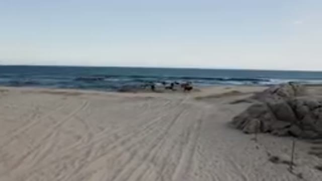 SHIPWRECKS BEACH LOS CABOS BCS MEXICO-2023: Two Horses Walking On The Shoreline