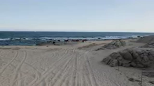 SHIPWRECKS BEACH LOS CABOS BCS MEXICO-2023: Many Horses Walking On The Beach