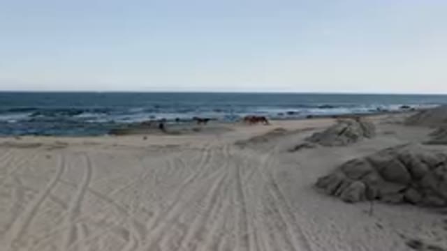 SHIPWRECKS BEACH LOS CABOS BCS MEXICO-2023: Many Horses On The Beach Near The Shipwreck