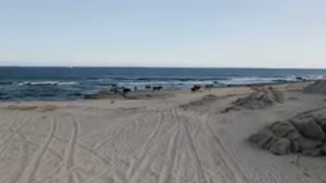 SHIPWRECKS BEACH LOS CABOS BCS MEXICO-2023: Many Cows Walking Along The Beach