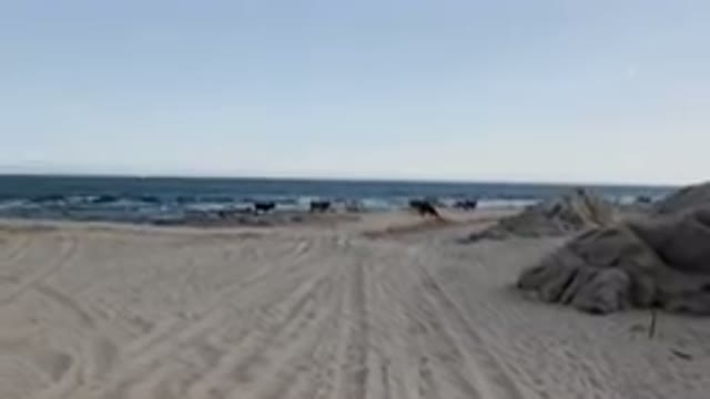 SHIPWRECKS BEACH LOS CABOS BCS MEXICO-2023: Many Cows Walking On The Beach Near