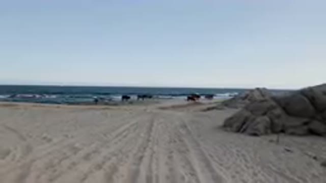 SHIPWRECKS BEACH LOS CABOS BCS MEXICO-2023: Many Cows Walking On The Beach Near