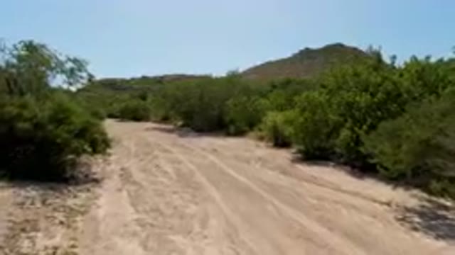 CABO PULMO BCS MEXICO-2023: Dirt Road With Trees And Bushes On Both Sides Of It