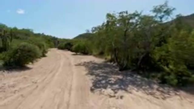 CABO PULMO BCS MEXICO-2023: Dirt Road With Trees And Bushes On Both Sides Of It