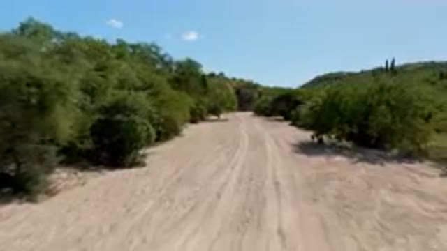 CABO PULMO BCS MEXICO-2023: Dirt Road With Trees And Bushes On Both Sides