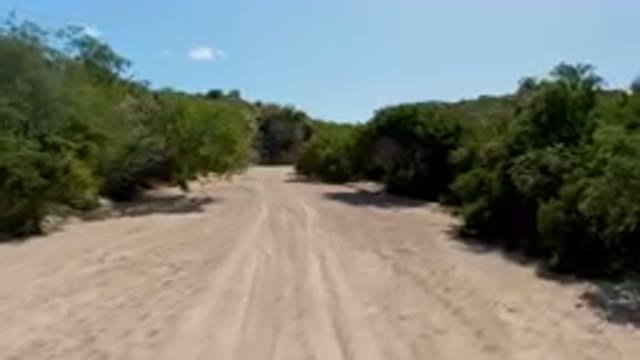 CABO PULMO BCS MEXICO-2023: Dirt Road With Trees And Bushes On Both Sides Of It