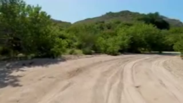 CABO PULMO BCS MEXICO-2023: Dirt Road With Trees And Bushes On Both Sides Of It