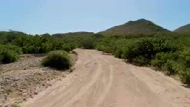 CABO PULMO BCS MEXICO-2023: Dirt Road With Trees And Bushes On Both Sides Of It