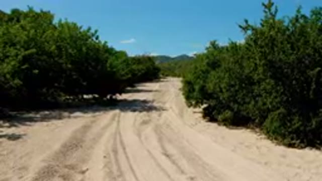 CABO PULMO BCS MEXICO-2023: Dirt Road Surrounded By Trees And Bushes