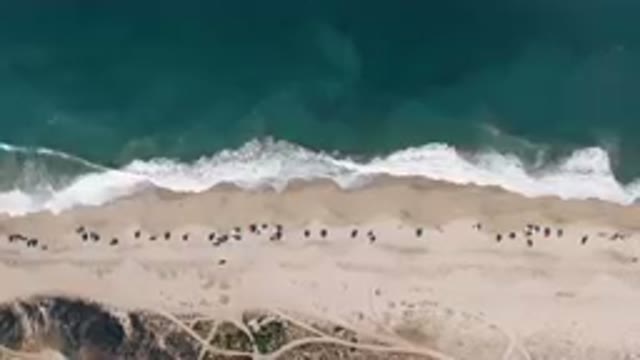 MIGRINO BCS MEXICO-2023: Aerial Beach With People Walking On The Sand