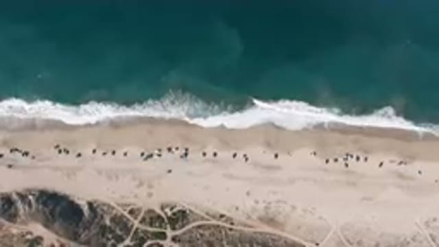 MIGRINO BCS MEXICO-2023: Aerial Beach With People Walking On The Sand