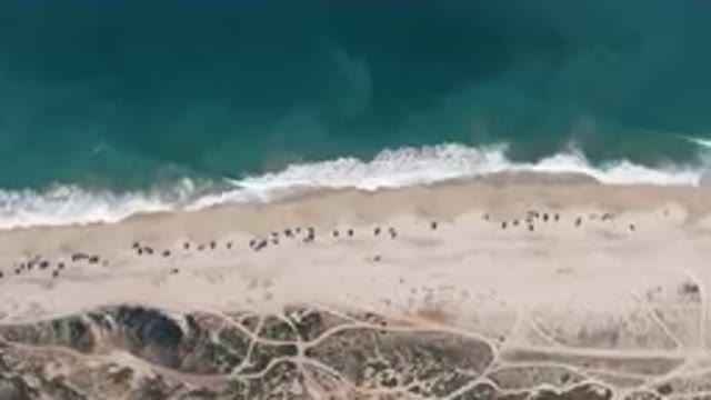 MIGRINO BCS MEXICO-2023: Aerial Beach With People Walking On The Sand