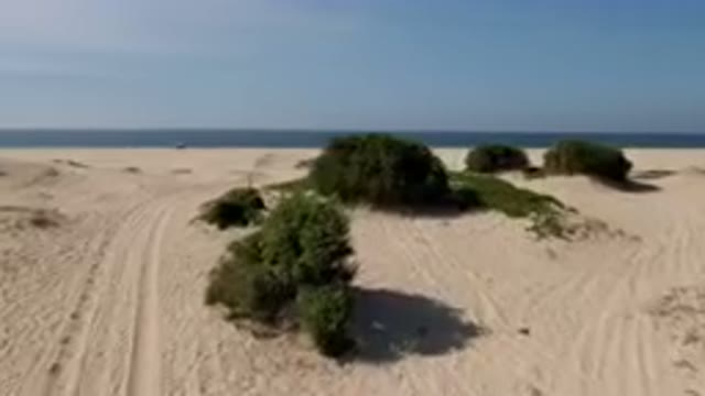 MIGRINO BCS MEXICO-2023: Small Bush On The Beach Near The Water