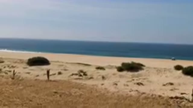 MIGRINO BCS MEXICO-2023: Giraffe Standing In The Sand On The Beach