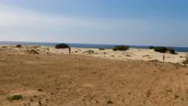 MIGRINO BCS MEXICO-2023: Lone Tree In The Middle Of A Barren Field