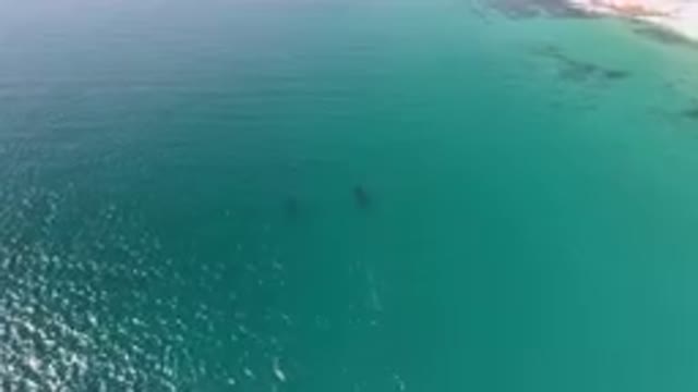 LAGUNA BEACH LOS CABOS BCS MEXICO-2023: Two Dolphins Swimming In The Ocean Near