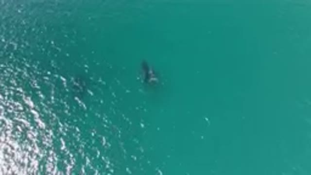 LAGUNA BEACH LOS CABOS BCS MEXICO-2023: Two Dolphins Swimming In The Ocean