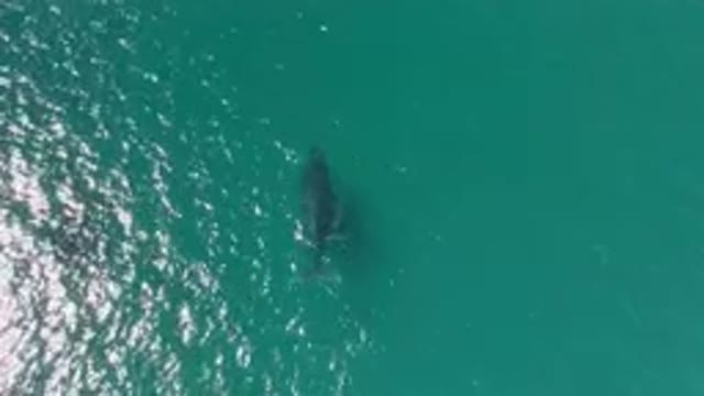 LAGUNA BEACH LOS CABOS BCS MEXICO-2023: Humpback Whale Swimming in the Ocean