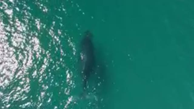 LAGUNA BEACH LOS CABOS BCS MEXICO-2023: Large Whale Swimming In The Water Near A